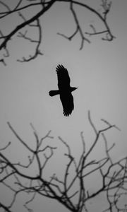 Preview wallpaper crow, bird, wings, flight, branches, dark