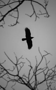 Preview wallpaper crow, bird, wings, flight, branches, dark