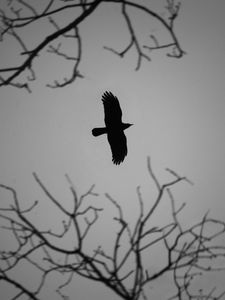 Preview wallpaper crow, bird, wings, flight, branches, dark