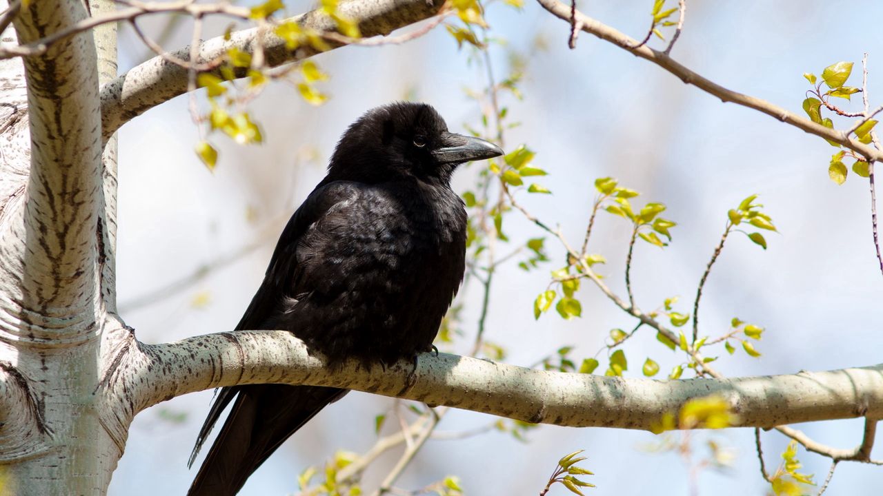 Wallpaper crow, branch, tree, bird