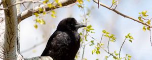 Preview wallpaper crow, branch, tree, bird