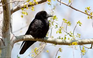 Preview wallpaper crow, branch, tree, bird