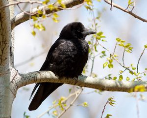 Preview wallpaper crow, branch, tree, bird