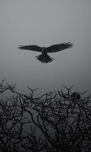 Preview wallpaper crow, branches, bw, bird, fly