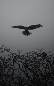 Preview wallpaper crow, branches, bw, bird, fly