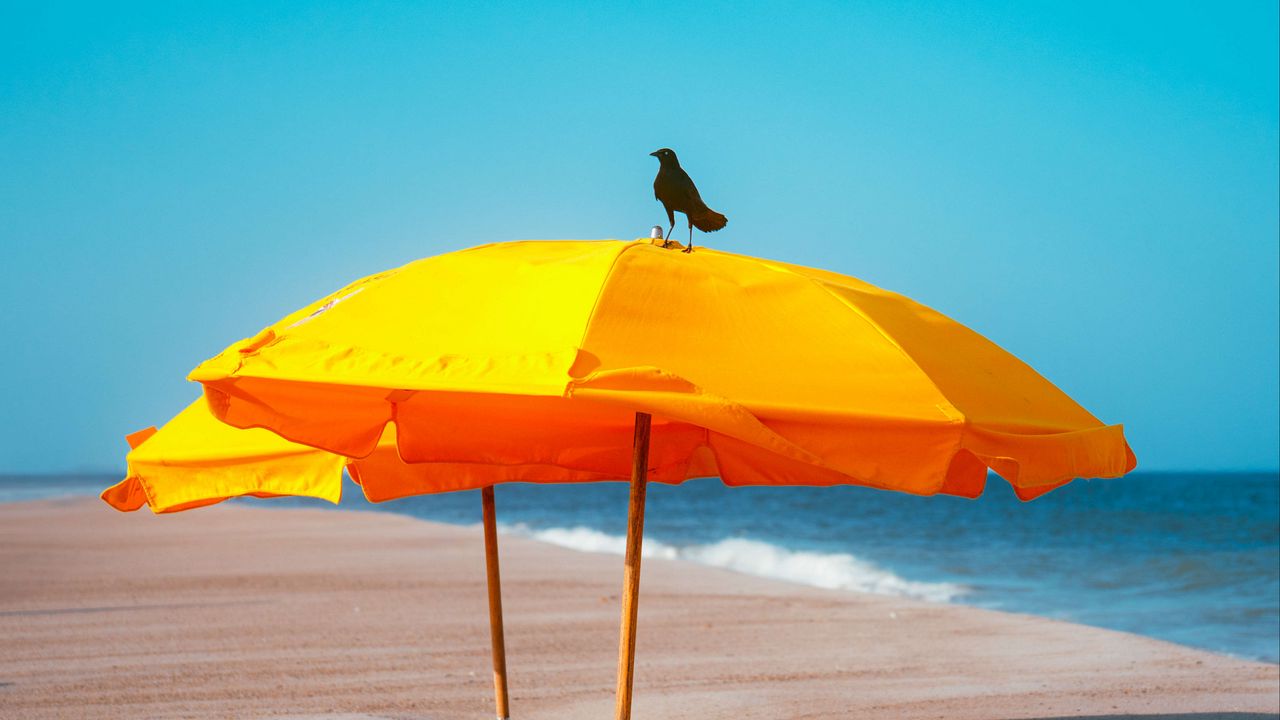 Wallpaper crow, umbrella, beach, sea, landscape
