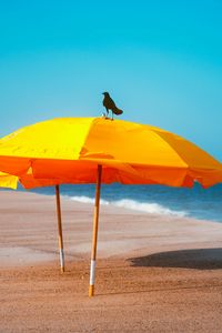 Preview wallpaper crow, umbrella, beach, sea, landscape