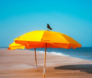 Preview wallpaper crow, umbrella, beach, sea, landscape
