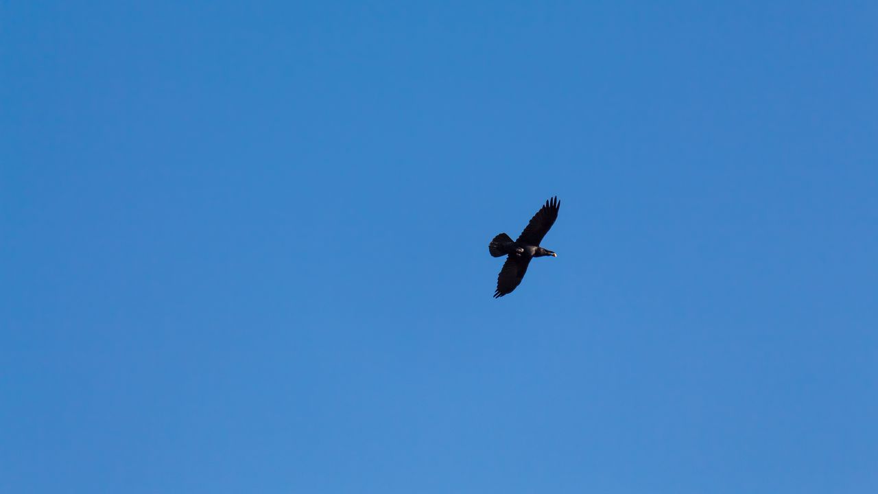 Wallpaper crow, wings, flight, sky, minimalism