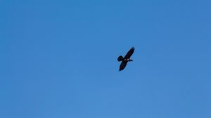 Preview wallpaper crow, wings, flight, sky, minimalism
