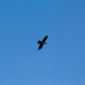Preview wallpaper crow, wings, flight, sky, minimalism