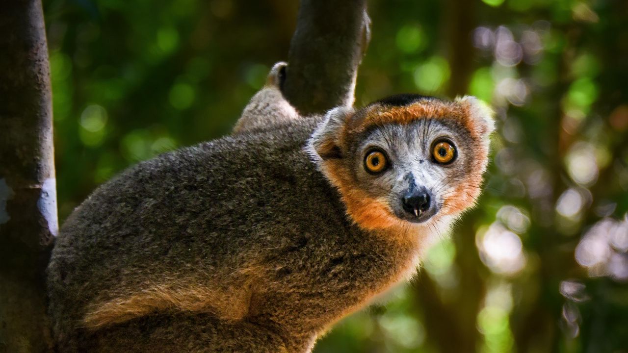 Wallpaper crowned lemur, lemur, wildlife, tree