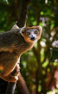 Preview wallpaper crowned lemur, lemur, wildlife, tree