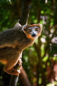 Preview wallpaper crowned lemur, lemur, wildlife, tree