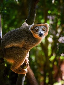 Preview wallpaper crowned lemur, lemur, wildlife, tree