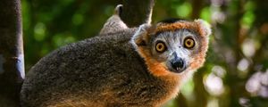 Preview wallpaper crowned lemur, lemur, wildlife, tree