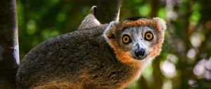 Preview wallpaper crowned lemur, lemur, wildlife, tree