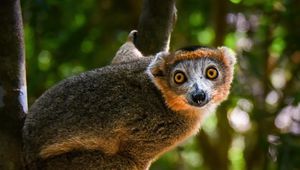 Preview wallpaper crowned lemur, lemur, wildlife, tree