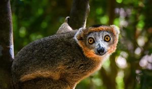 Preview wallpaper crowned lemur, lemur, wildlife, tree