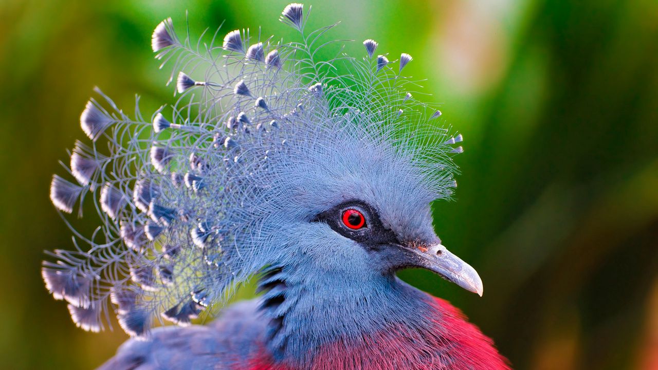 Wallpaper crowned pigeon, bird, feathers, colorful