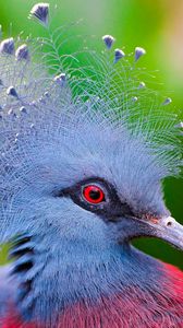 Preview wallpaper crowned pigeon, bird, feathers, colorful