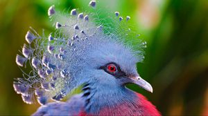 Preview wallpaper crowned pigeon, bird, feathers, colorful