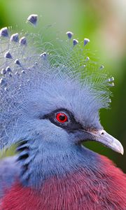 Preview wallpaper crowned pigeon, feathers, beautiful, head