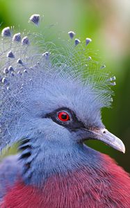 Preview wallpaper crowned pigeon, feathers, beautiful, head