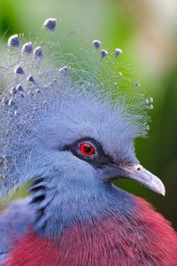 Preview wallpaper crowned pigeon, feathers, beautiful, head