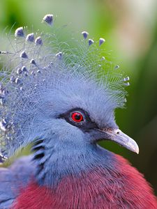 Preview wallpaper crowned pigeon, feathers, beautiful, head