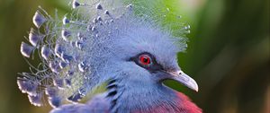 Preview wallpaper crowned pigeon, feathers, beautiful, head