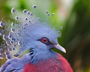 Preview wallpaper crowned pigeon, feathers, beautiful, head