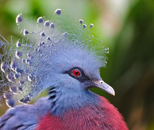 Preview wallpaper crowned pigeon, feathers, beautiful, head