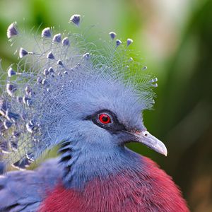 Preview wallpaper crowned pigeon, feathers, beautiful, head