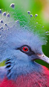 Preview wallpaper crowned pigeon, feathers, bird