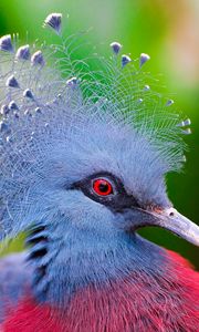 Preview wallpaper crowned pigeon, feathers, bird