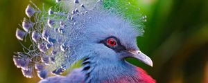 Preview wallpaper crowned pigeon, feathers, bird