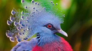Preview wallpaper crowned pigeon, feathers, bird