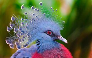 Preview wallpaper crowned pigeon, feathers, bird