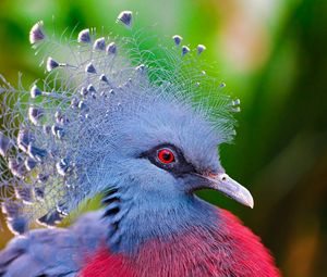 Preview wallpaper crowned pigeon, feathers, bird