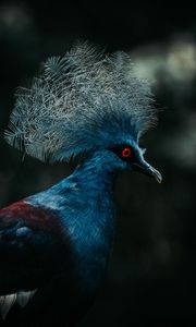 Preview wallpaper crowned pigeon, pigeon, bird