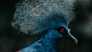 Preview wallpaper crowned pigeon, pigeon, bird