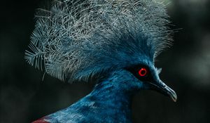 Preview wallpaper crowned pigeon, pigeon, bird