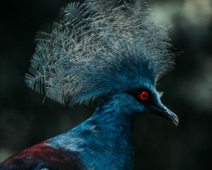 Preview wallpaper crowned pigeon, pigeon, bird