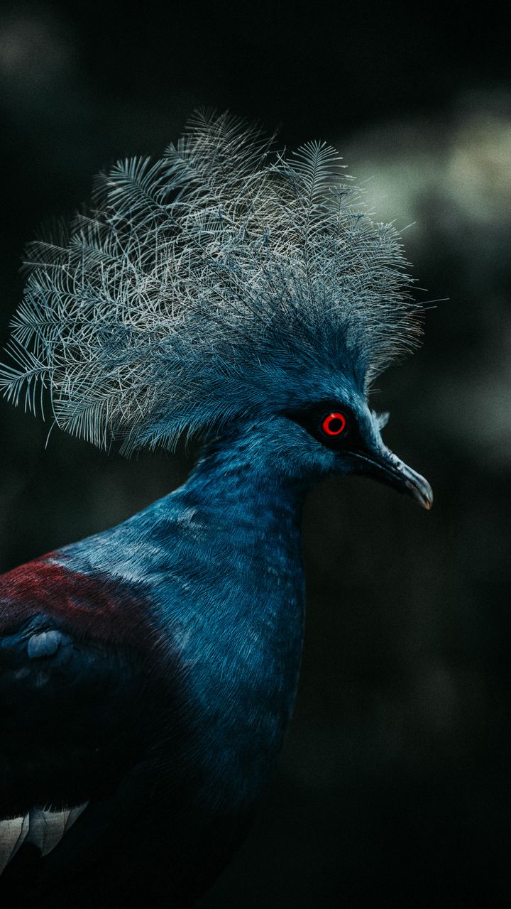 720x1280 Wallpaper crowned pigeon, pigeon, bird