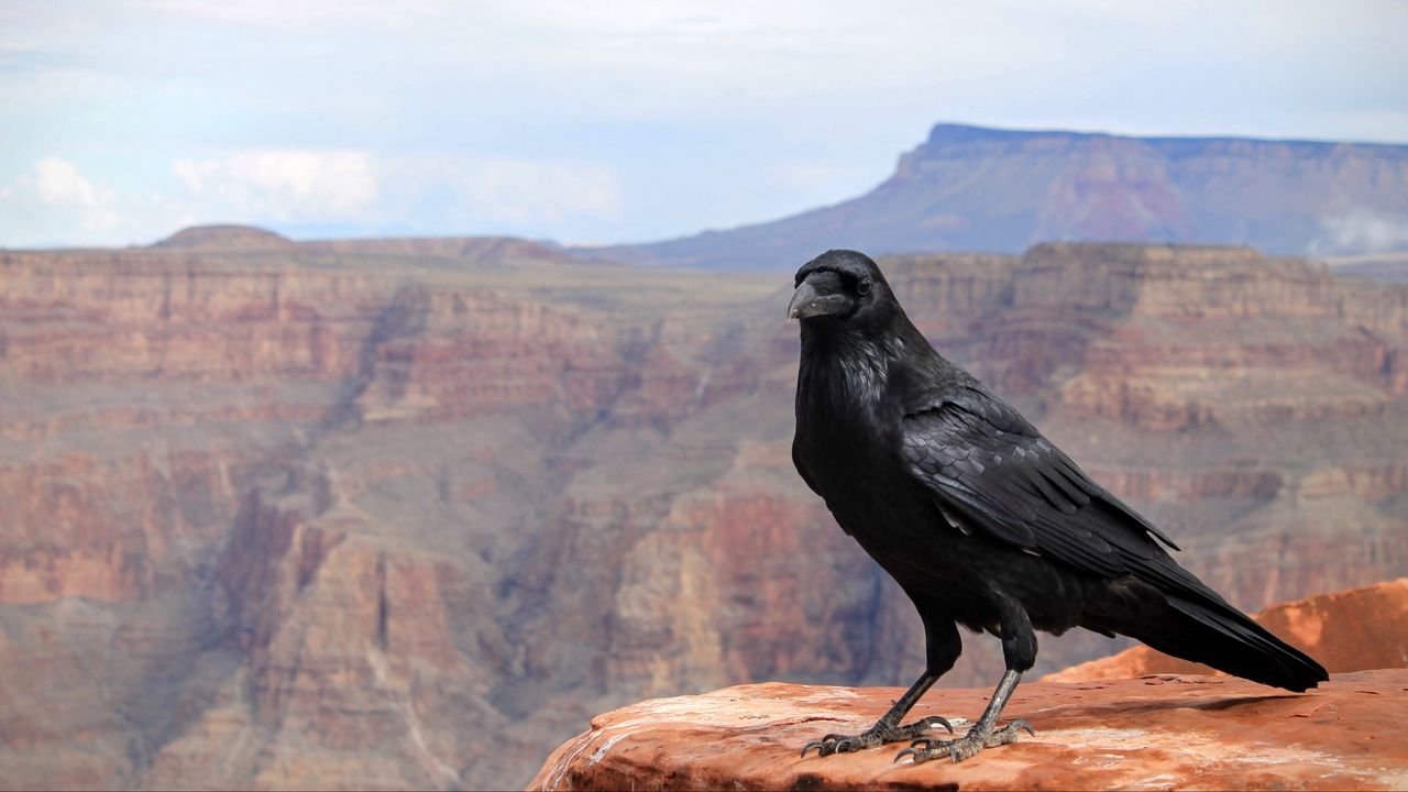Wallpaper crows, bird, canyon