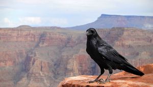 Preview wallpaper crows, bird, canyon