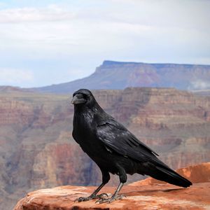 Preview wallpaper crows, bird, canyon