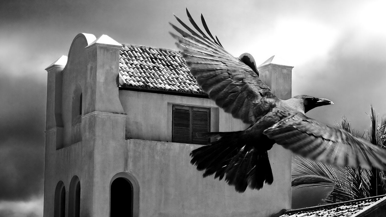 Wallpaper crows, bird, flying, flapping, buildings, sky, black and white