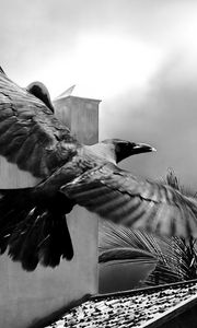 Preview wallpaper crows, bird, flying, flapping, buildings, sky, black and white